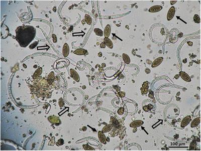 Endoparasites of Wild Mammals Sheltered in Wildlife Hospitals and Rehabilitation Centres in Greece